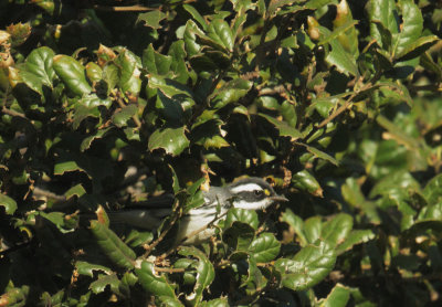 Black-throated Gray Warbler