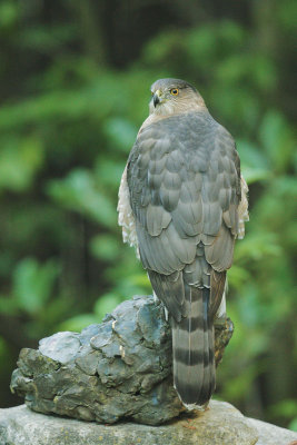 Cooper's Hawk, female