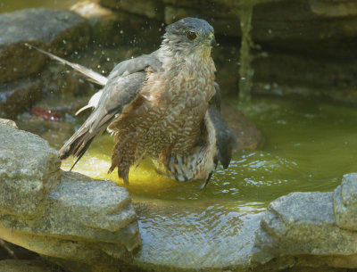 Cooper's Hawk bathing