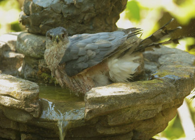 Cooper's Hawk, bathing