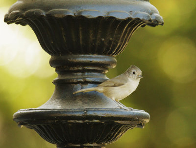 Oak Titmouse