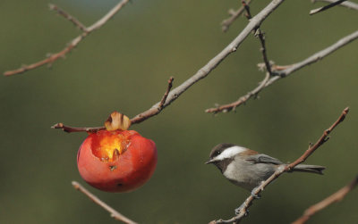 Chestnut-backed Chickadee, at persimmon tree