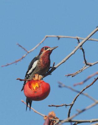 Red-breasted Sapsucker, at persimmon tree