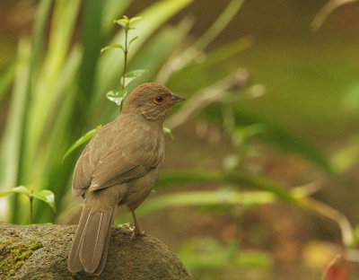 California Towhee, at fountain