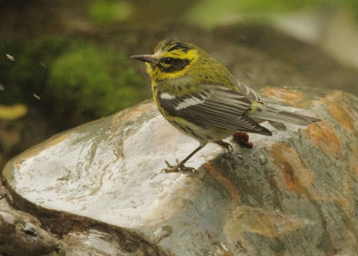 Townsend's Warbler, female