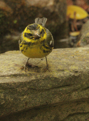 Townsend's Warbler, female