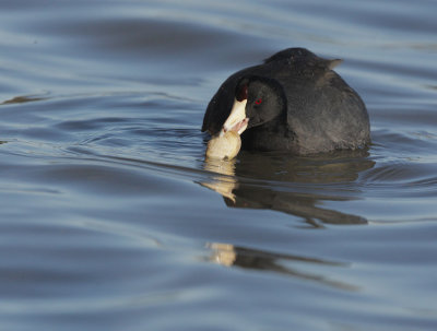 American Coot, with clam