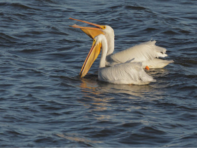 American White Pelicans