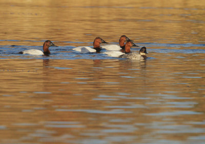 Canvasbacks, four males and a female