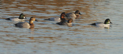 Canvasbacks and Common Goldeneyes