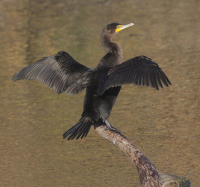 Double-crested Cormorant, first-cycle