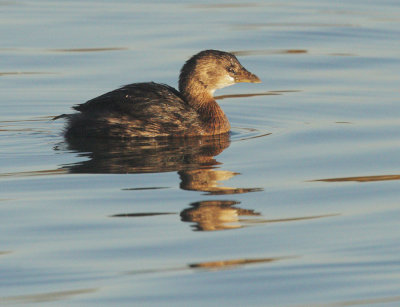 Pied-billed Grebe