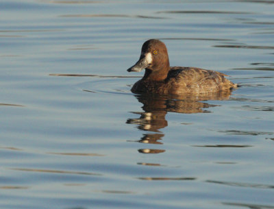 Scaup Sp., female