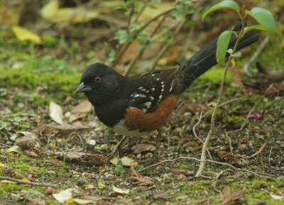 Spotted Towhee, male