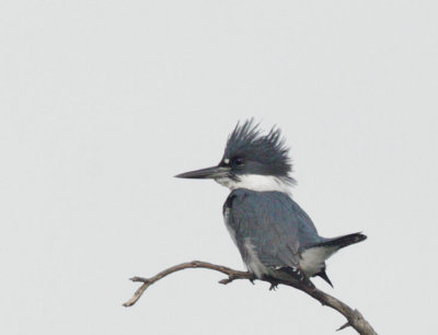 Belted Kingfisher
