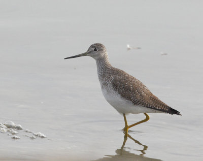 Greater Yellowlegs