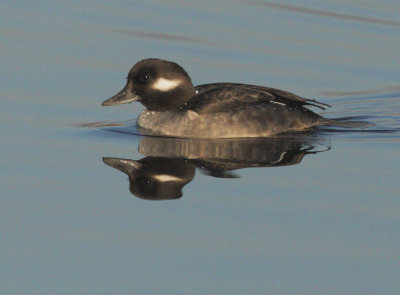 Bufflehead, female