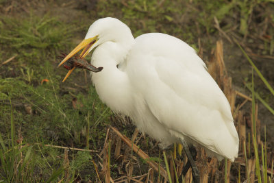 Great Egret, with crayfish