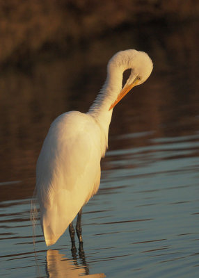 Great Egret