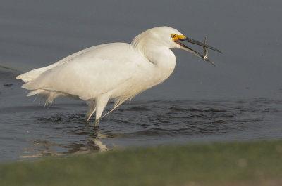 Snowy Egret, forage sequence 5