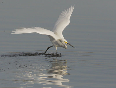 Snowy Egret, forage sequence 3