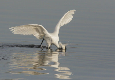 Snowy Egret, forage sequence 4