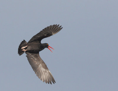 Black Oystercatcher, flying