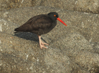 Black Oystercatcher