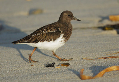 Black Turnstone