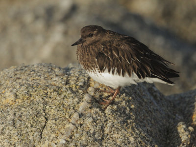 Black Turnstone