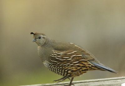 California Quail, female