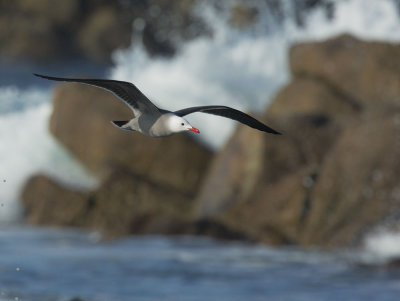Heermanns Gull, adult flying