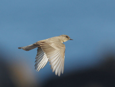Say's Phoebe, flying