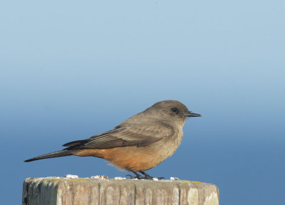 Say's Phoebe, adult