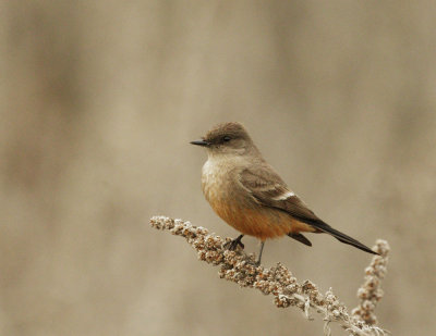 Say's Phoebe, first-cycle?