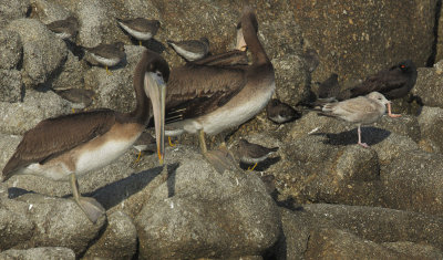 Surfbirds, Black Oystercatcher, etc.