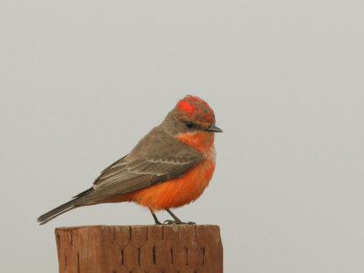 Vermilion Flycatcher, first-cycle male