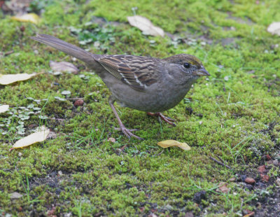 Golden-crowned Sparrow