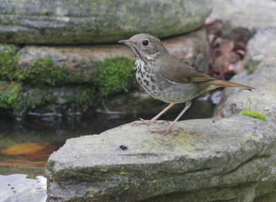 Hermit Thrush