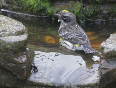 Yellow-rumped Warbler, Audubon's, bathing