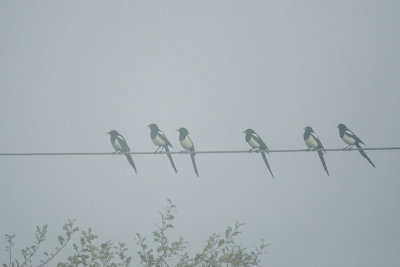 Yellow-billed Magpies, in fog
