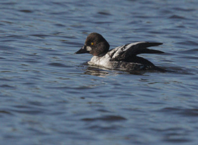 Common Goldeneye, first-cycle male