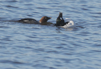Common Goldeneyes, female and displaying male