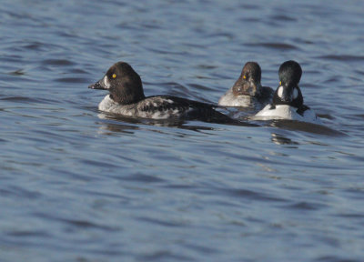 Common Goldeneyes, adult male and two first-cycle males