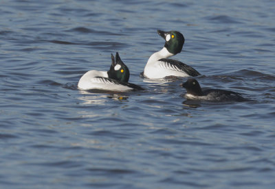 Common Goldeneyes, displaying males, with first-cycle(?) female