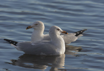 Ring-billed Gulls, courting pair
