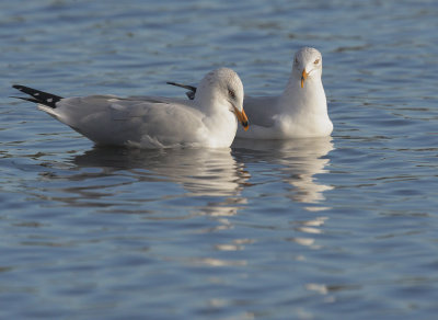 Ring-billed Gulls, courting pair
