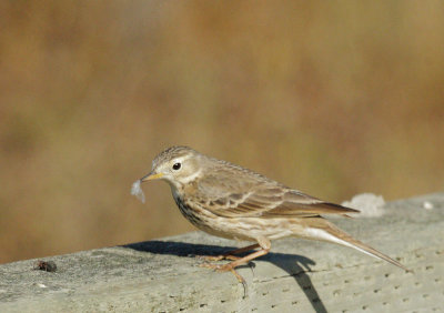 American Pipit, with prey