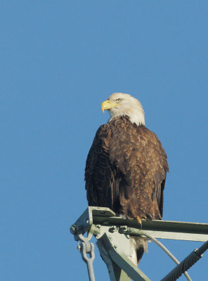 Bald Eagle, female