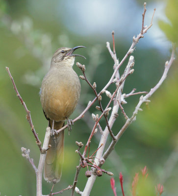 California Thrasher, singing